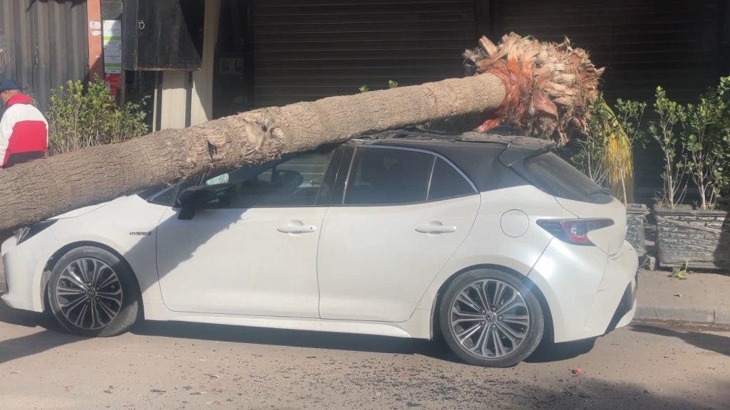 البيضاء.. سقوط شجرة يتسبب في خسائر مادية بالشارع العام (صور)